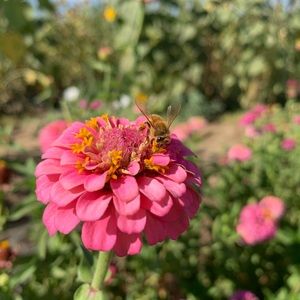 Meet your Posher, Adam